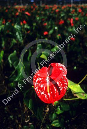 Anthurium flower of Hawaii.