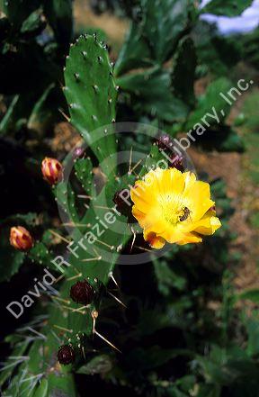 A bee on a Prickly Pear Cactus bloom.
