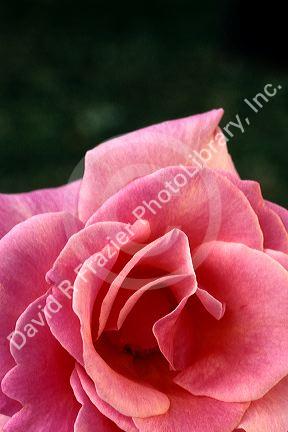 A pink rose bloom.