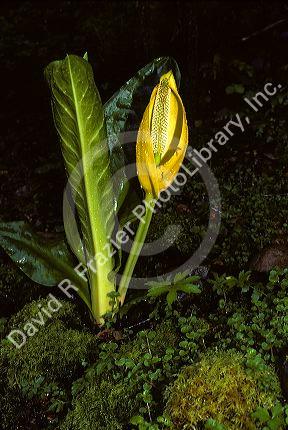 Yellow Skunk Cabbage.