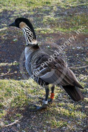 A banded nene goose on the island of Maui, Hawaii.