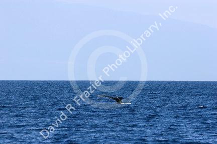 The tail of a Humpback whale in the pacific ocean near Maui, Hawaii.