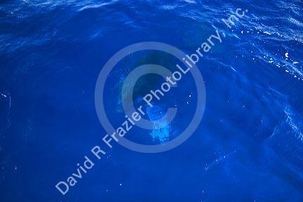 A Humpback whale calf underwater in the pacific ocean near Maui, Hawaii.