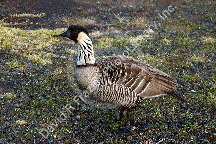 A banded nene goose on the island of Maui, Hawaii.