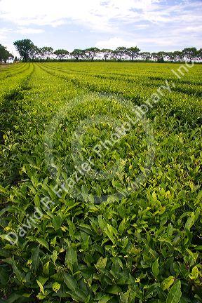 Tea crop in Argentina.