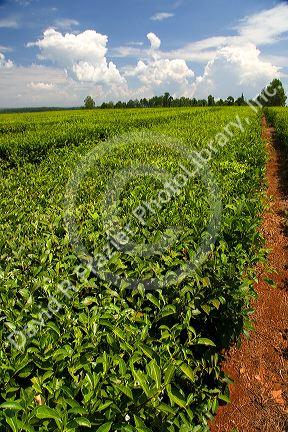 Tea crop in Argentina.