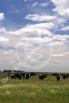 Cattle graze in a field, Argentina.