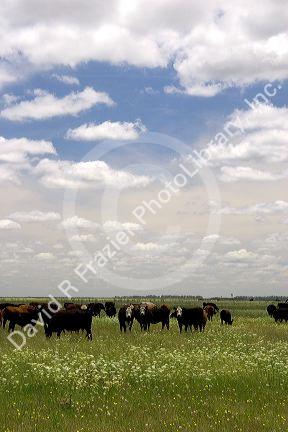 Cattle graze in a field, Argentina.