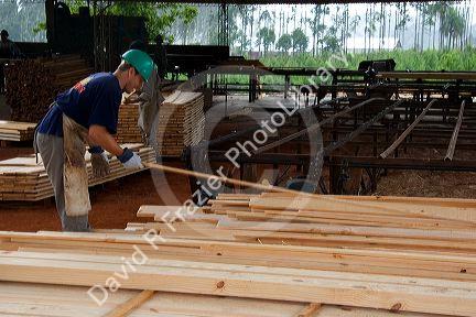Worker sorting lumber at a lumber mill in Argentina.