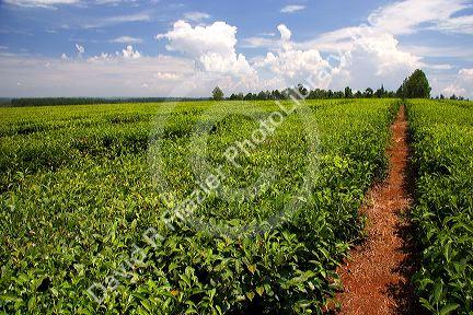 Tea crop in Argentina.
