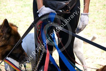 Dog walker with a tangle of leashes at the park in the Palermo area of Buenos Aires, Argentina.