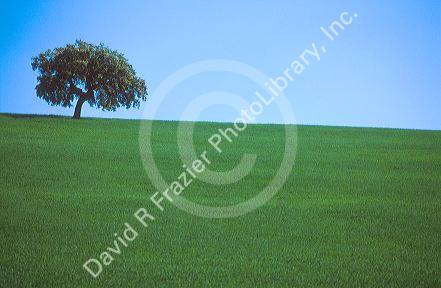Oak tree in green wheat field with blue sky in rural Spain.