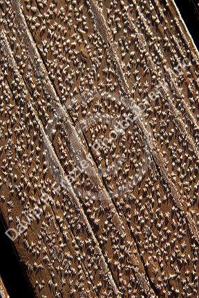 Early morning frost on wood.