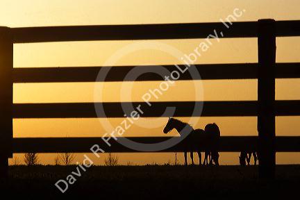 Kentucky thoroughbreds silhouetted through a fence at sunset.