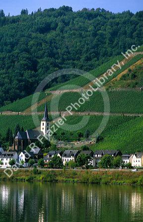 Vineyards along the Mosel River in Germany.