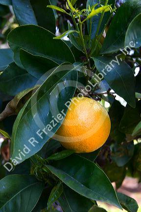 Orange tree with fruit growing in Old Town, San Diego, California.