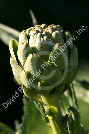 A crop of artichokes growing in California.