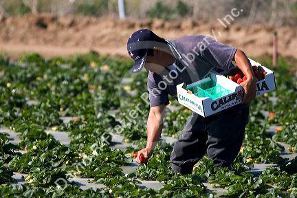 Migrant farm worker picks strawberries growing on plastic mulch in Santa Maria, California.