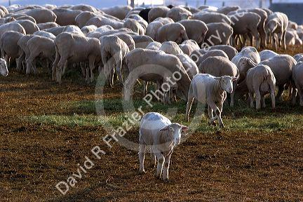 Sheep eating alfalfa hay near Emmett, Idaho.