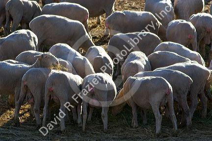 Sheep eating alfalfa hay near Emmett, Idaho.