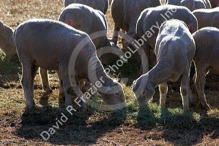 Sheep eating alfalfa hay near Emmett, Idaho.