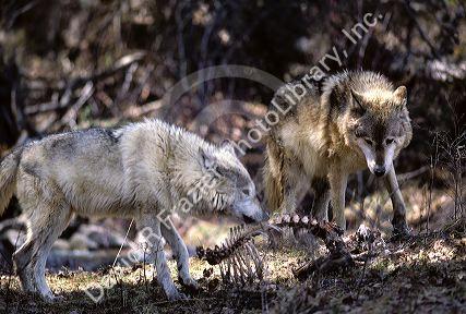 Wolves with deer kill.