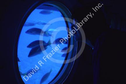 Underwater views from the submarine Atlantis Tours in Lahaina, Maui, Hawaii.