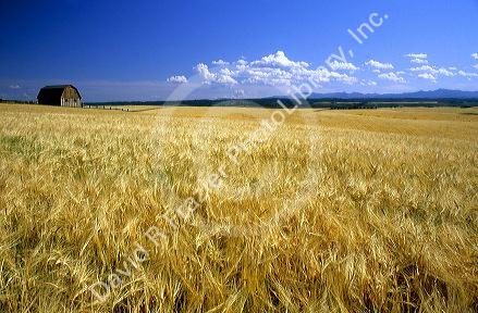 Ripe barley crop in Eastern Idaho.