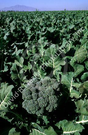 A crop of broccoli in Central California.