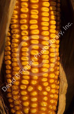 An ear of corn with dimples indicating proper moisture content for harvest.