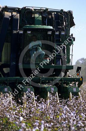 Cotton harvest near Tifton, Georgia.