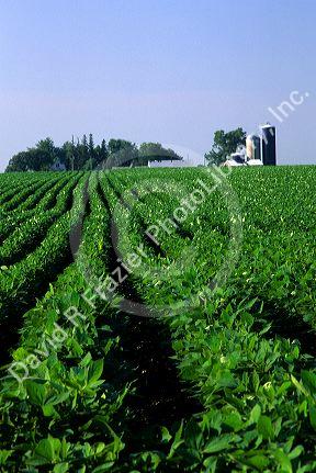 Soy bean farm in Jackson County, Minnesota.