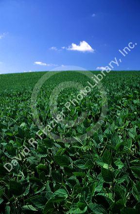 Soy bean farm in Minnesota.