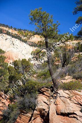 Trees and vegetation growing out of rocks in Zion National Park, Utah.