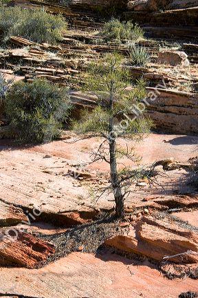 Trees and vegetation growing out of rocks in Zion National Park, Utah.