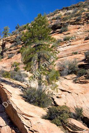 Trees and vegetation growing out of rocks in Zion National Park, Utah.