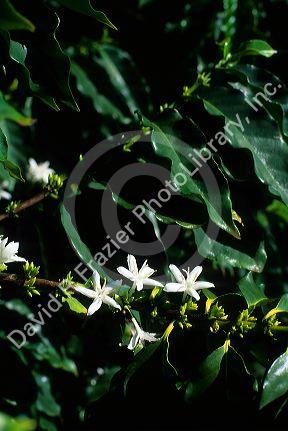 A coffee plant in bloom on the island of Kauai, Hawaii.