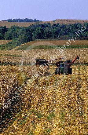 Corn harvest in Iowa.