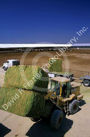 A farmer unloading big bales of hay to feed dairy cows.