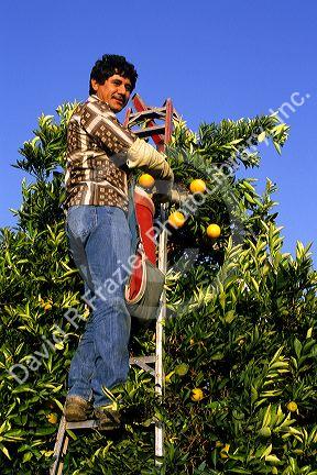 Migrant farm worker harvests oranges in California.