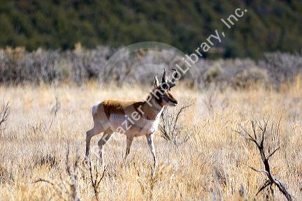 Antelope.