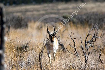 Antelope.