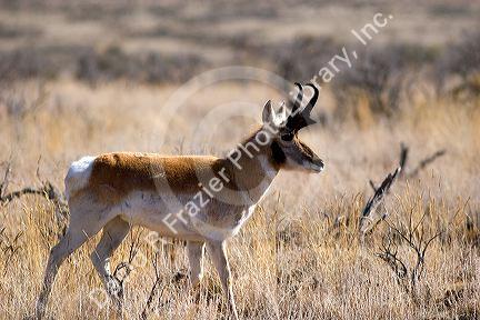 Antelope.