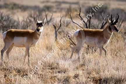 Antelope.
