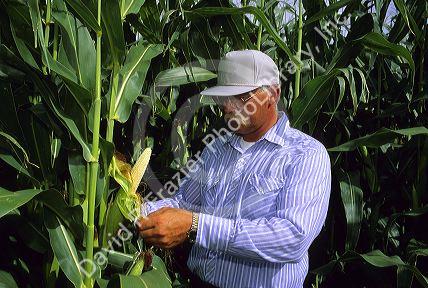 A farmer checks his corn crop.