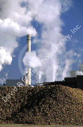 A stockpile of sugar beets at a factory in Nampa, Idaho.