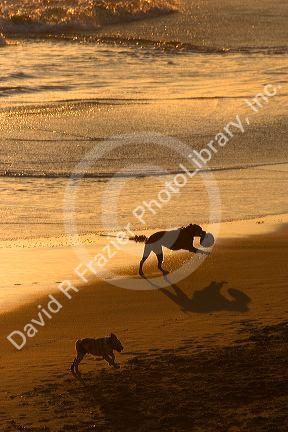 Dogs fetch and play on the beach at sunset in Santa Cruz, California.