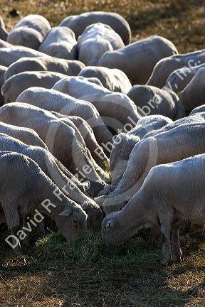 Sheep eating alfalfa hay near Emmett, Idaho.