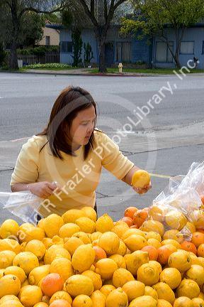 Asian woman purchasing lemons and oranges at a roadside fruit stand in Morgan Hill, California.