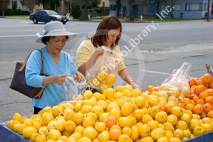 Click Here for purchasing lemons